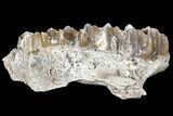 Oreodont (Merycoidodon) Jaw Section - South Dakota #128135-1